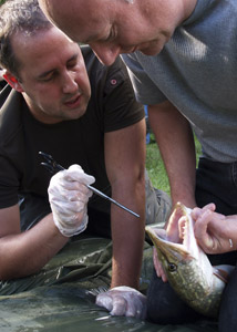 В Англии рыбаков учат как правильно обращаться с пойманной щукой